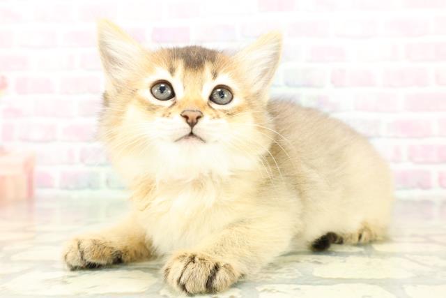東京都のソマリ (Coo&RIKU高円寺店/2026年3月5日生まれ/女の子/ルディ)の子猫の2枚目の画像