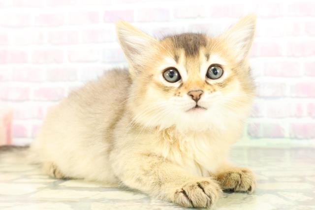 東京都のソマリ (Coo&RIKU高円寺店/2026年3月5日生まれ/女の子/ルディ)の子猫の3枚目の画像