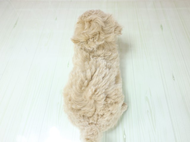 広島県のビションプー(ビションフリーゼ×プードル) (Coo&RIKUゆめタウン大竹店/2026年3月1日生まれ/女の子/クリーム)の子犬の4枚目の画像