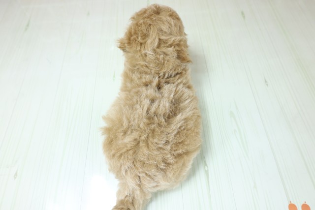 広島県のビションプー(ビションフリーゼ×プードル) (Coo&RIKU広島中央店/2026年3月1日生まれ/男の子/クリーム)の子犬の4枚目の画像