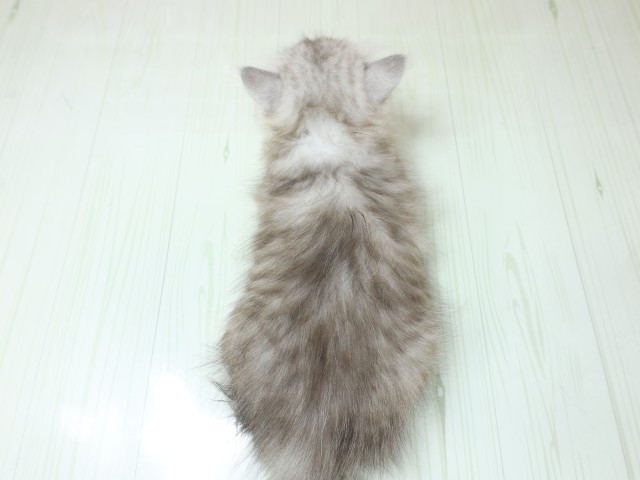 京都府のミヌエット (Coo&RIKU舞鶴店/2026年3月5日生まれ/女の子/シルバータビーホワイト)の子猫の4枚目の画像