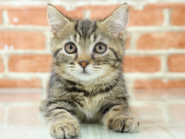 広島県のマンチカン (Coo&RIKU広島中央店/2026年3月3日生まれ/男の子/ブラウンタビー)の子猫