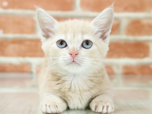 滋賀県のマンチカン (Coo&RIKU東近江店/2026年3月4日生まれ/女の子/クリームタビー)の子猫の1枚目の画像