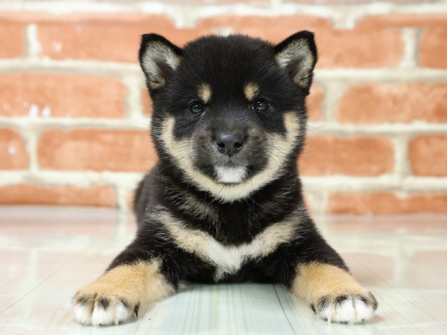 兵庫県の豆柴 (Coo&RIKU尼崎店/2026年3月4日生まれ/女の子/黒)の子犬の1枚目の画像