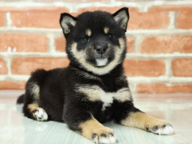 兵庫県の豆柴 (Coo&RIKU尼崎店/2026年3月4日生まれ/女の子/黒)の子犬の2枚目の画像
