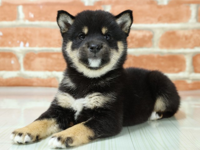 兵庫県の豆柴 (Coo&RIKU尼崎店/2026年3月4日生まれ/女の子/黒)の子犬の3枚目の画像