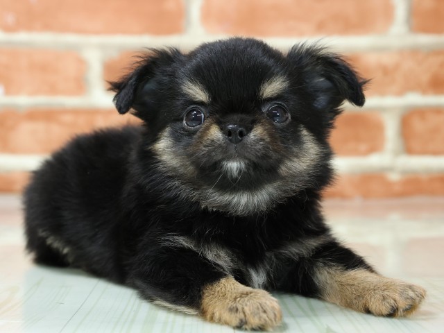 滋賀県のチワワ(ロング) (Coo&RIKU長浜店/2026年3月5日生まれ/男の子/ブラッククリーム)の子犬の2枚目の画像