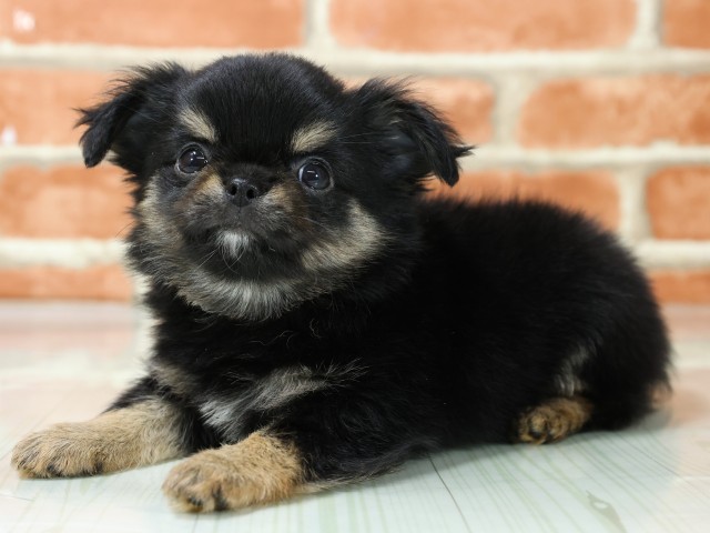 滋賀県のチワワ(ロング) (Coo&RIKU長浜店/2026年3月5日生まれ/男の子/ブラッククリーム)の子犬の3枚目の画像