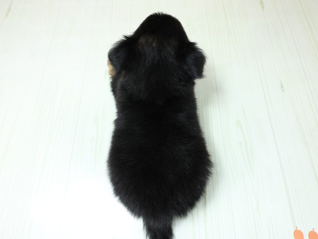 滋賀県のチワワ(ロング) (Coo&RIKU長浜店/2026年3月5日生まれ/男の子/ブラッククリーム)の子犬の4枚目の画像