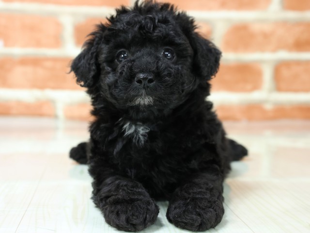 岡山県のトイプードル(トイ) (Coo&RIKU岡山店/2026年3月3日生まれ/男の子/ブラック)の子犬の1枚目の画像