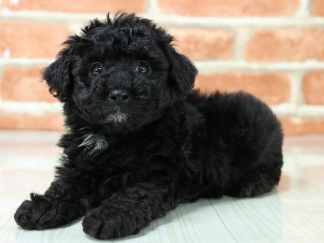 岡山県のトイプードル(トイ) (Coo&RIKU岡山店/2026年3月3日生まれ/男の子/ブラック)の子犬の3枚目の画像