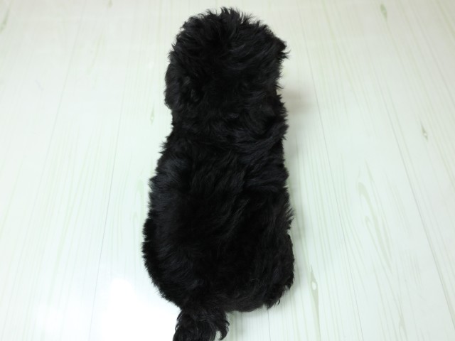 岡山県のトイプードル(トイ) (Coo&RIKU岡山店/2026年3月3日生まれ/男の子/ブラック)の子犬の4枚目の画像
