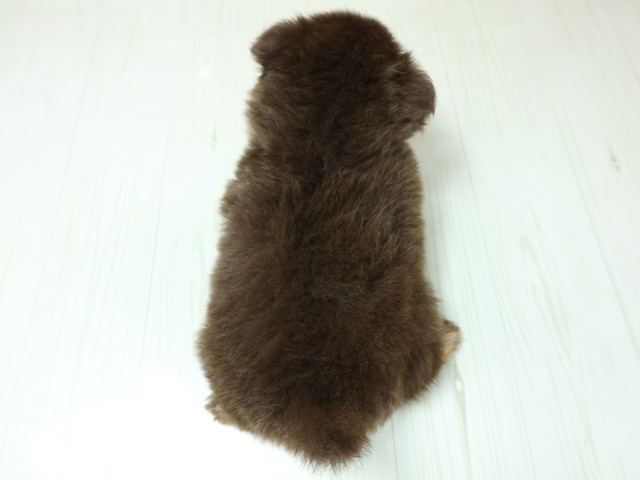 京都府のポメチワ/チワポメ/ポメチー(ポメラニアン×チワワ) (Coo&RIKU京都河原町店/2026年3月5日生まれ/女の子/チョコレートクリーム)の子犬の4枚目の画像