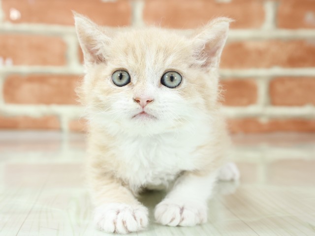 大阪府のセルカークレックス (Coo&RIKU枚方店/2026年3月4日生まれ/男の子/クリームホワイト)の子猫の1枚目の画像