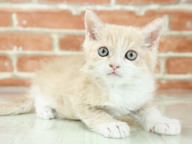 大阪府のセルカークレックス (Coo&RIKU枚方店/2026年3月4日生まれ/男の子/クリームホワイト)の子猫の2枚目の画像