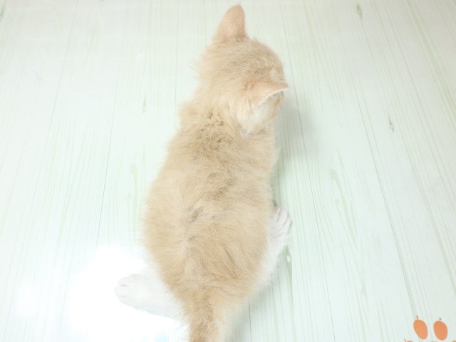大阪府のセルカークレックス (Coo&RIKU枚方店/2026年3月4日生まれ/男の子/クリームホワイト)の子猫の4枚目の画像