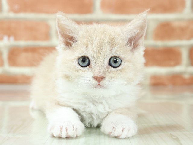 京都府のセルカークレックス (Coo&RIKU舞鶴店/2026年3月4日生まれ/男の子/クリームホワイト)の子猫の1枚目の画像