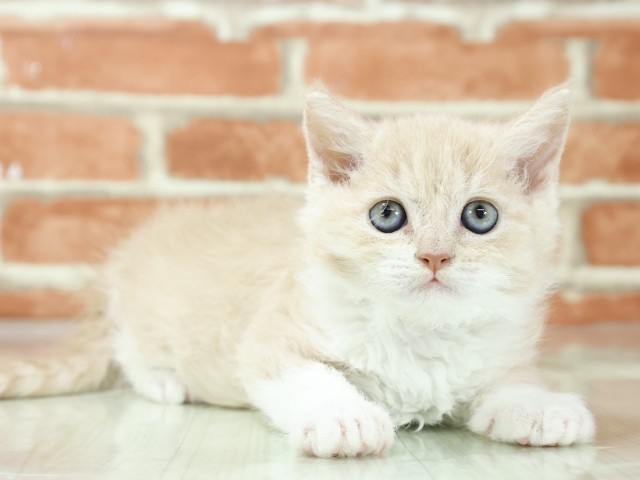京都府のセルカークレックス (Coo&RIKU舞鶴店/2026年3月4日生まれ/男の子/クリームホワイト)の子猫の2枚目の画像