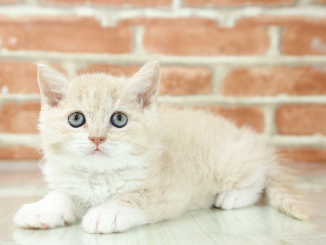 京都府のセルカークレックス (Coo&RIKU舞鶴店/2026年3月4日生まれ/男の子/クリームホワイト)の子猫の3枚目の画像