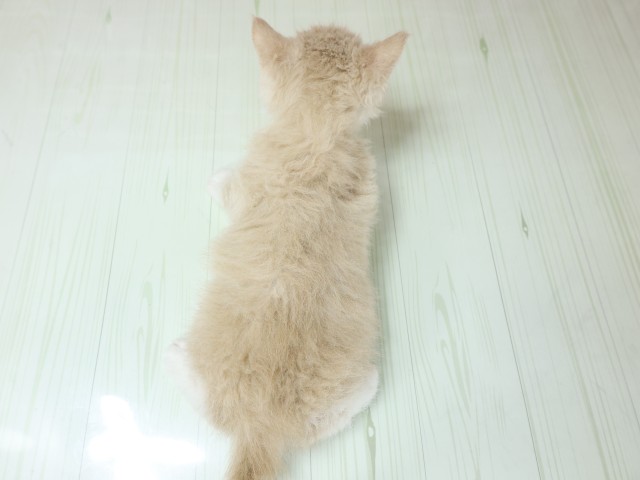 京都府のセルカークレックス (Coo&RIKU舞鶴店/2026年3月4日生まれ/男の子/クリームホワイト)の子猫の4枚目の画像