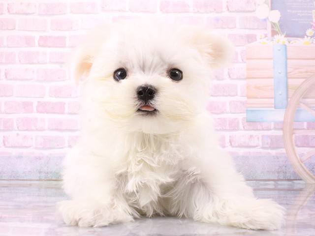 京都府のマルチーズ (Coo&RIKU京都河原町店/2026年2月24日生まれ/男の子/ホワイト)の子犬の1枚目の画像