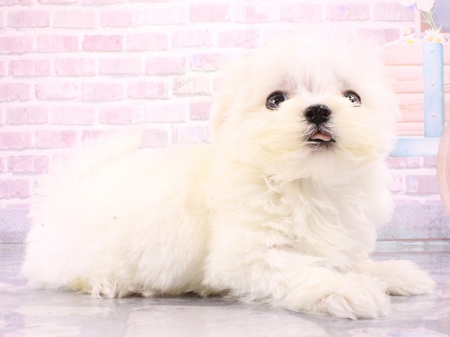 京都府のマルチーズ (Coo&RIKU京都河原町店/2026年2月24日生まれ/男の子/ホワイト)の子犬の2枚目の画像
