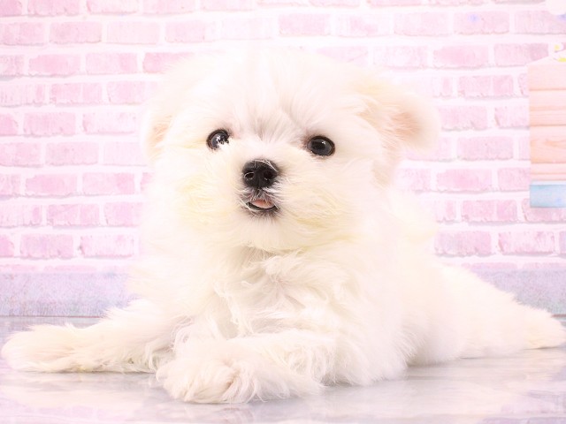 京都府のマルチーズ (Coo&RIKU京都河原町店/2026年2月24日生まれ/男の子/ホワイト)の子犬の3枚目の画像