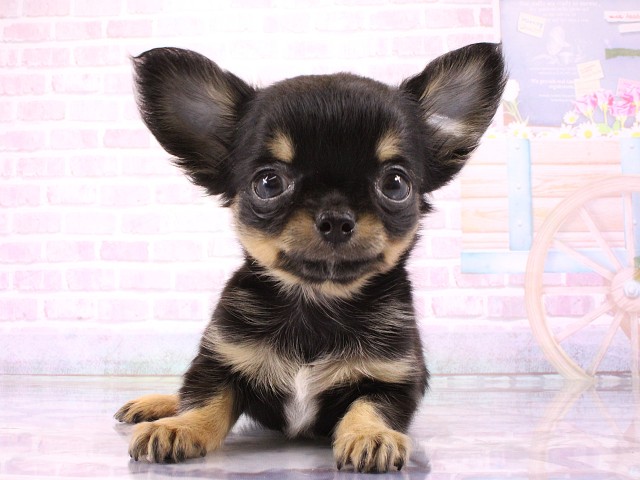 大阪府のチワワ(ロング) (Coo&RIKU高槻店/2026年3月1日生まれ/男の子/ブラックタン)の子犬の1枚目の画像