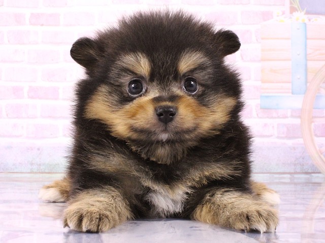大阪府のポメラニアン (Coo&RIKU東大阪店/2026年3月5日生まれ/女の子/ブラックタン)の子犬の1枚目の画像