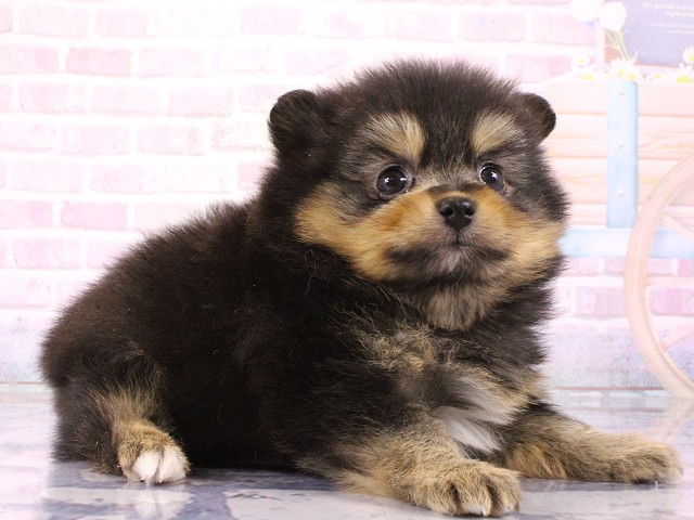 大阪府のポメラニアン (Coo&RIKU東大阪店/2026年3月5日生まれ/女の子/ブラックタン)の子犬の2枚目の画像