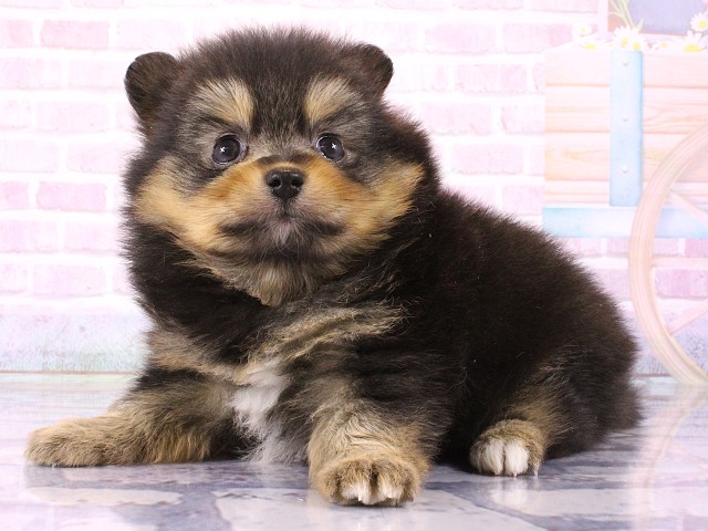大阪府のポメラニアン (Coo&RIKU東大阪店/2026年3月5日生まれ/女の子/ブラックタン)の子犬の3枚目の画像