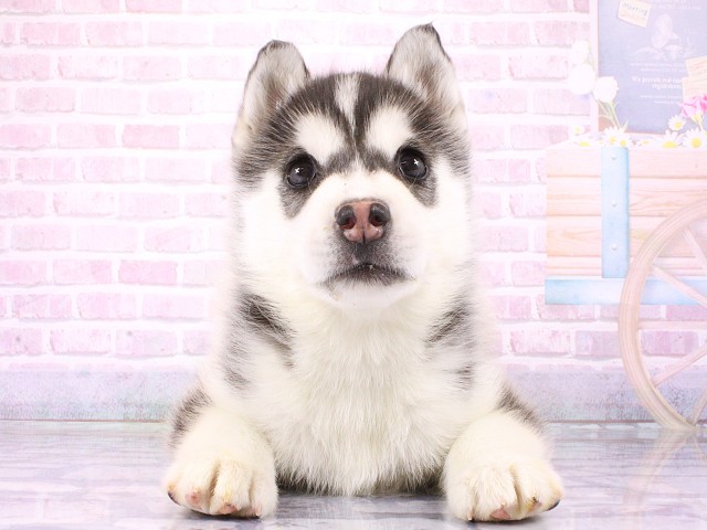 広島県のシベリアンハスキー (Coo&RIKU東広島店/2026年3月5日生まれ/男の子/ブラックホワイト)の子犬
