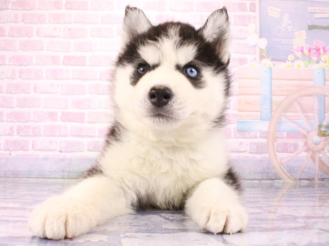 兵庫県のシベリアンハスキー (Coo&RIKU尼崎店/2026年3月5日生まれ/男の子/ブラックホワイト)の子犬の1枚目の画像