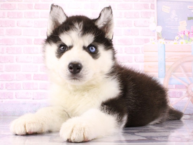兵庫県のシベリアンハスキー (Coo&RIKU尼崎店/2026年3月5日生まれ/男の子/ブラックホワイト)の子犬の2枚目の画像