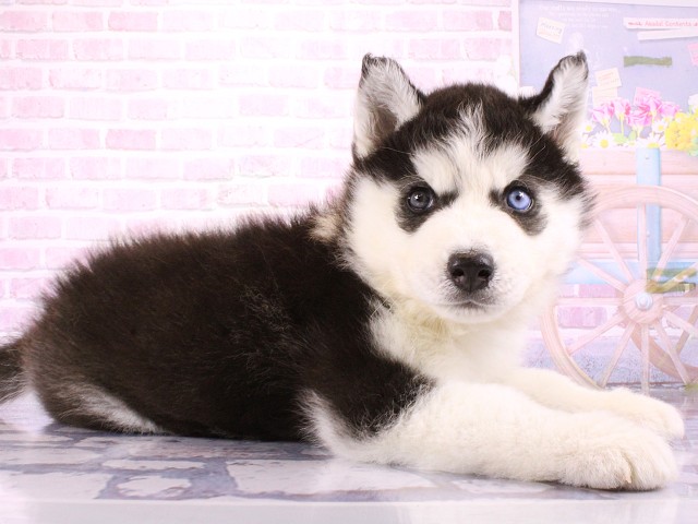 兵庫県のシベリアンハスキー (Coo&RIKU尼崎店/2026年3月5日生まれ/男の子/ブラックホワイト)の子犬の3枚目の画像