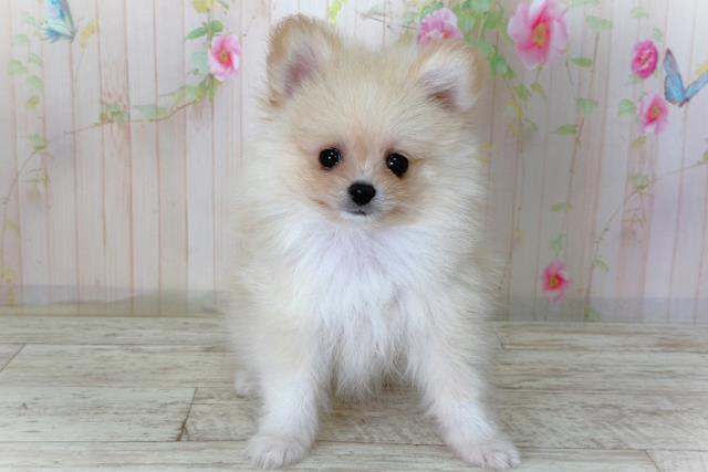 北海道のポメラニアン (Coo&RIKU函館店/2026年3月5日生まれ/男の子/クリーム)の子犬の1枚目の画像