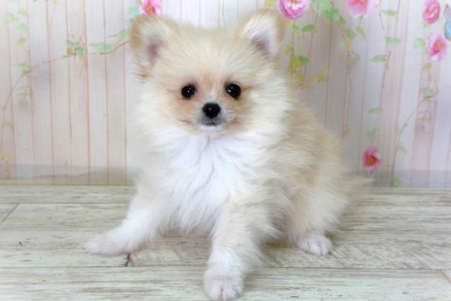北海道のポメラニアン (Coo&RIKU函館店/2026年3月5日生まれ/男の子/クリーム)の子犬の2枚目の画像
