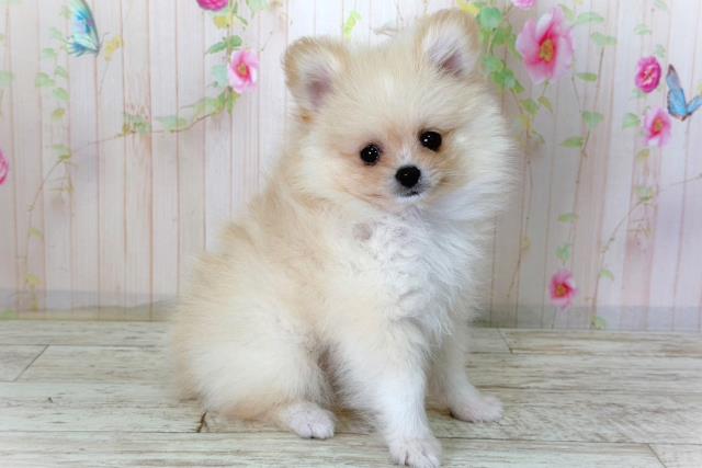 北海道のポメラニアン (Coo&RIKU函館店/2026年3月5日生まれ/男の子/クリーム)の子犬の3枚目の画像