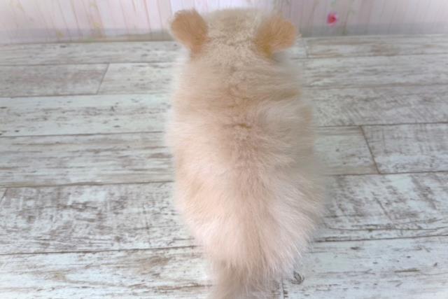 北海道のポメラニアン (Coo&RIKU函館店/2026年3月5日生まれ/男の子/クリーム)の子犬の4枚目の画像