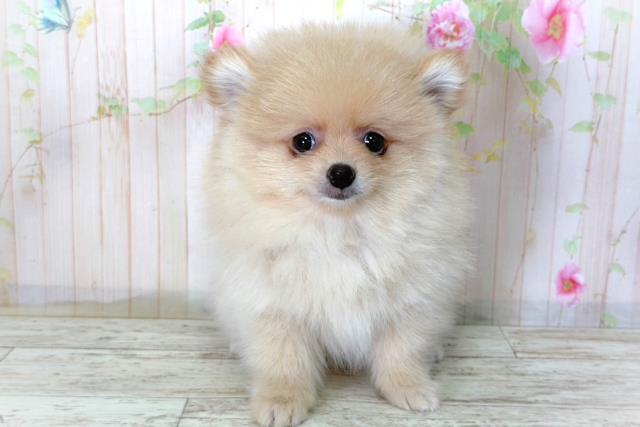 埼玉県のポメラニアン (Coo&RIKU綿半坂戸店/2026年3月6日生まれ/男の子/クリーム)の子犬