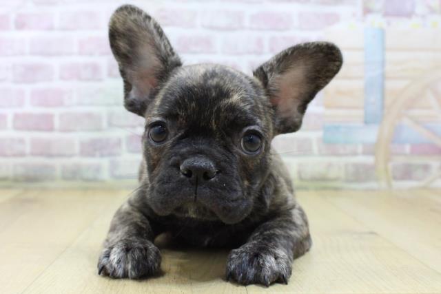 宮城県のフレンチブルドッグ (Coo&RIKU石巻店/2026年3月5日生まれ/女の子/ブリンドル)の子犬