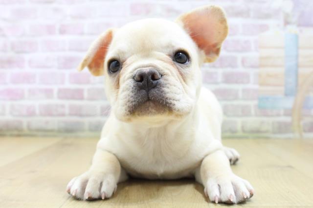宮城県のフレンチブルドッグ (Coo&RIKU仙台太白店/2026年3月5日生まれ/女の子/クリーム)の子犬
