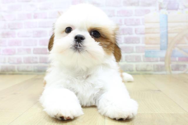 福島県のシーズー (Coo&RIKU郡山店/2026年3月6日生まれ/女の子/ゴールドホワイト)の子犬の1枚目の画像