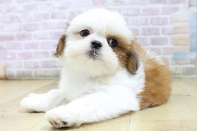 福島県のシーズー (Coo&RIKU郡山店/2026年3月6日生まれ/女の子/ゴールドホワイト)の子犬の2枚目の画像