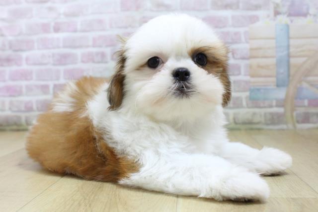 福島県のシーズー (Coo&RIKU郡山店/2026年3月6日生まれ/女の子/ゴールドホワイト)の子犬の3枚目の画像