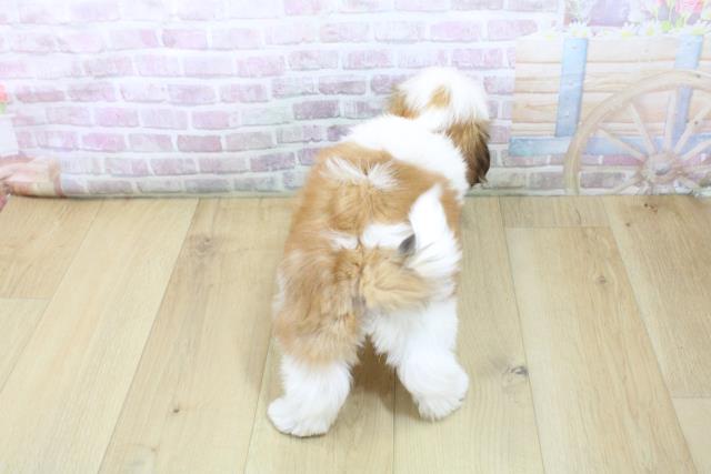 福島県のシーズー (Coo&RIKU郡山店/2026年3月6日生まれ/女の子/ゴールドホワイト)の子犬の4枚目の画像