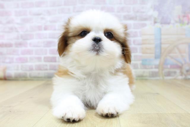 宮城県のシーズー (Coo&RIKU仙台太白店/2026年3月6日生まれ/女の子/ゴールドホワイト)の子犬