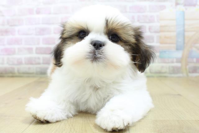 福島県のシーズー (Coo&RIKUいわき店/2026年3月6日生まれ/女の子/ゴールドホワイト)の子犬の1枚目の画像