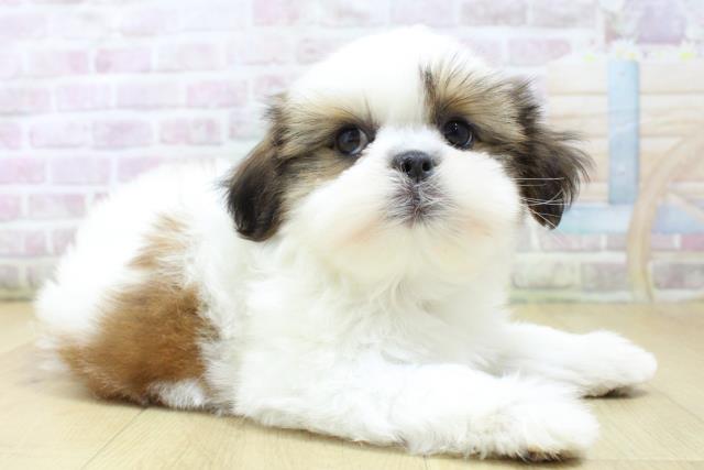 福島県のシーズー (Coo&RIKUいわき店/2026年3月6日生まれ/女の子/ゴールドホワイト)の子犬の3枚目の画像