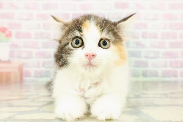 東京都のサイベリアン (Coo&RIKU武蔵小山店/2026年3月2日生まれ/女の子/キャリコ)の子猫の1枚目の画像